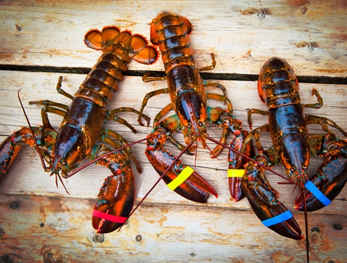 3 important considerations for reducing lobster tank shrinkage