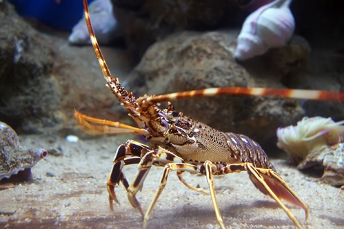 Claws for concern: Is there something fishy about your commercial lobster tank? [Infographic]